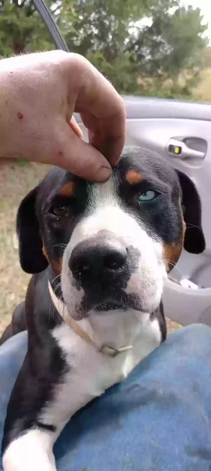 Lost dog in Ware Shoals, SC, 29692