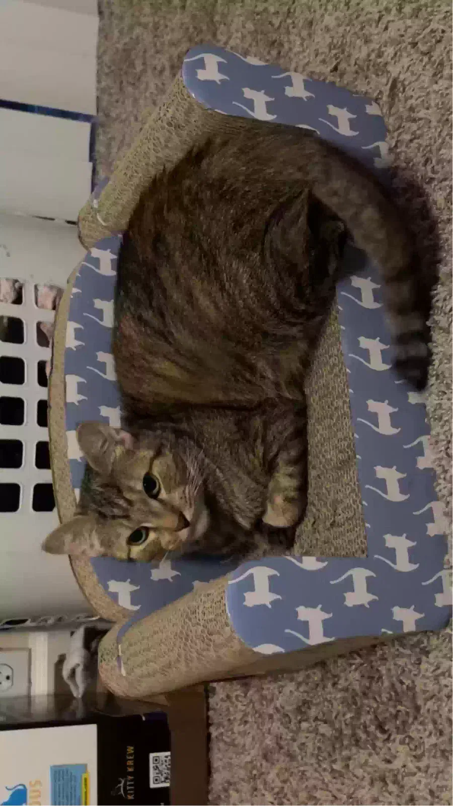 Lost cat in Houston, TX, 77057