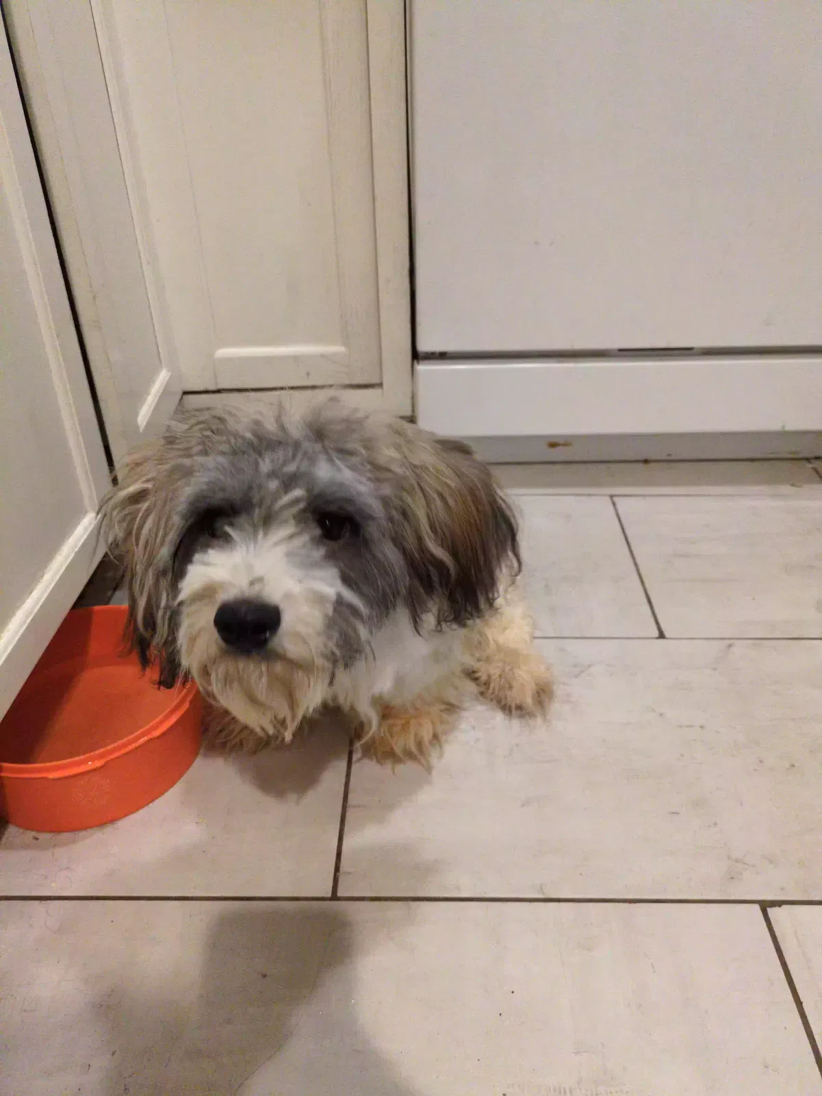 Found dog in Grandview, MO, 64030