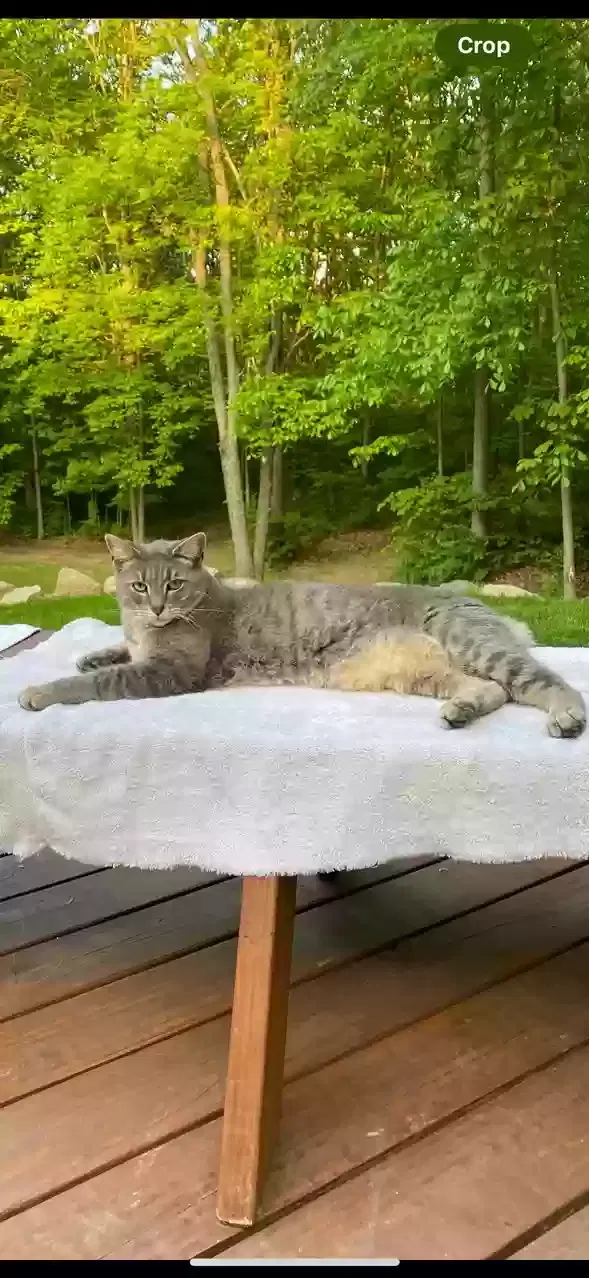 Lost cat in Holly, MI, 48442