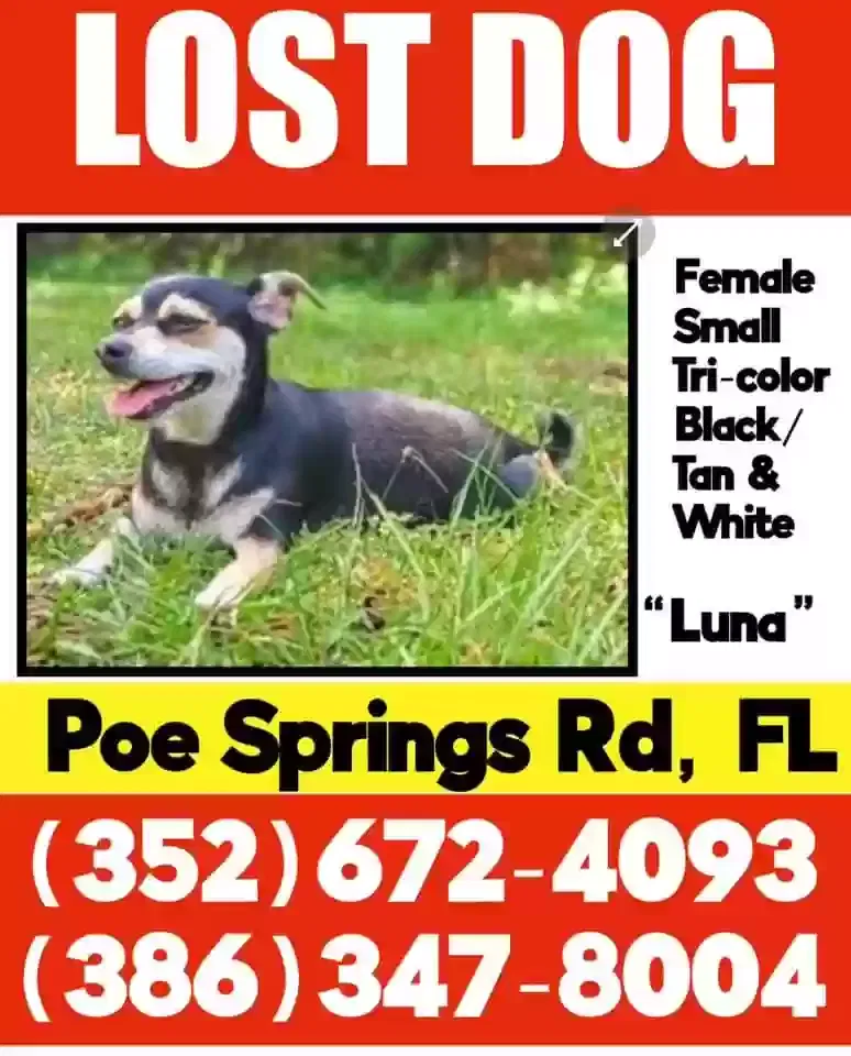 Lost dog in High Springs, FL, 32643