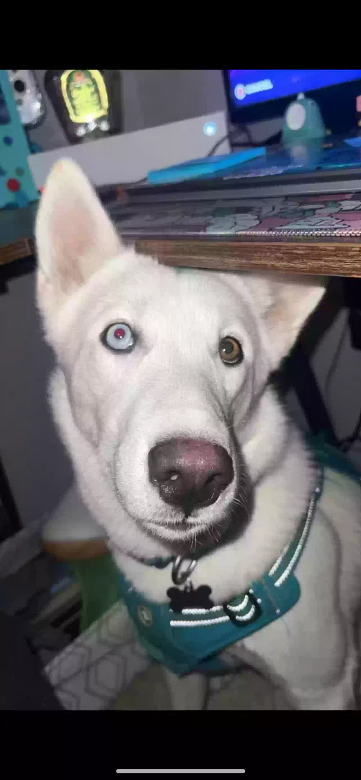 Lost dog in Fredericktown, MO, 63645