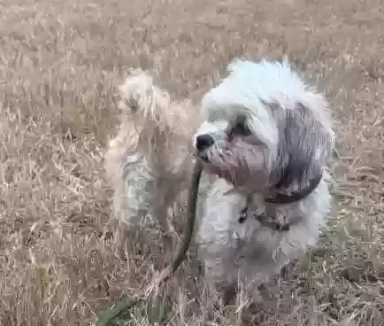 Lost dog in Midlothian, TX, 76065