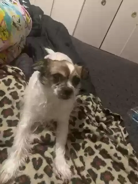 Lost dog in Detroit, MI, 48228
