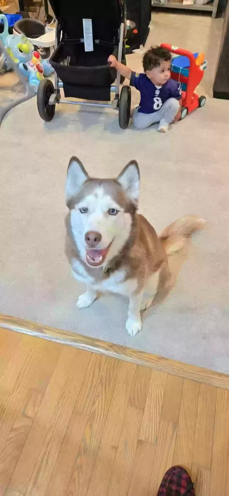 Lost dog in Middle River, MD, 21220