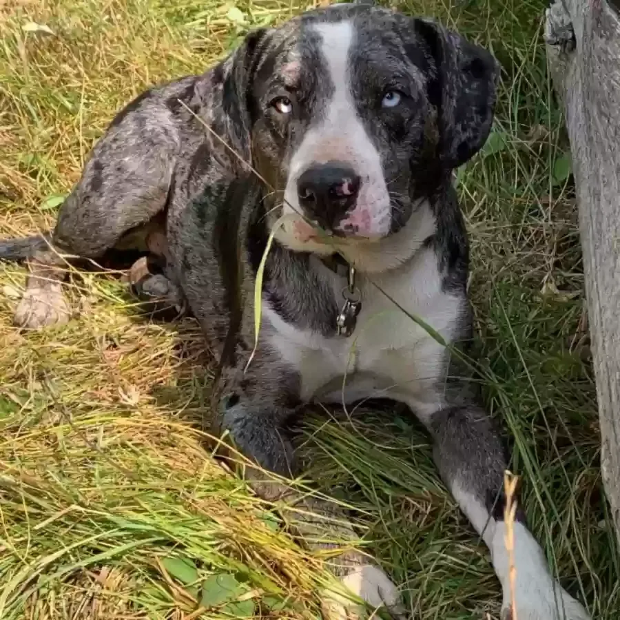 Lost dog in Athol, ID, 83801
