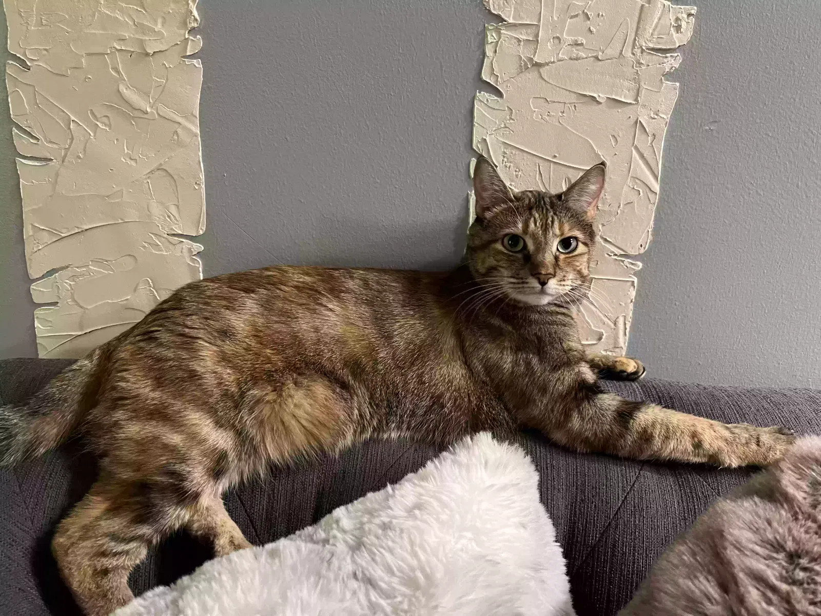 Lost cat in Ogden, UT, 84414