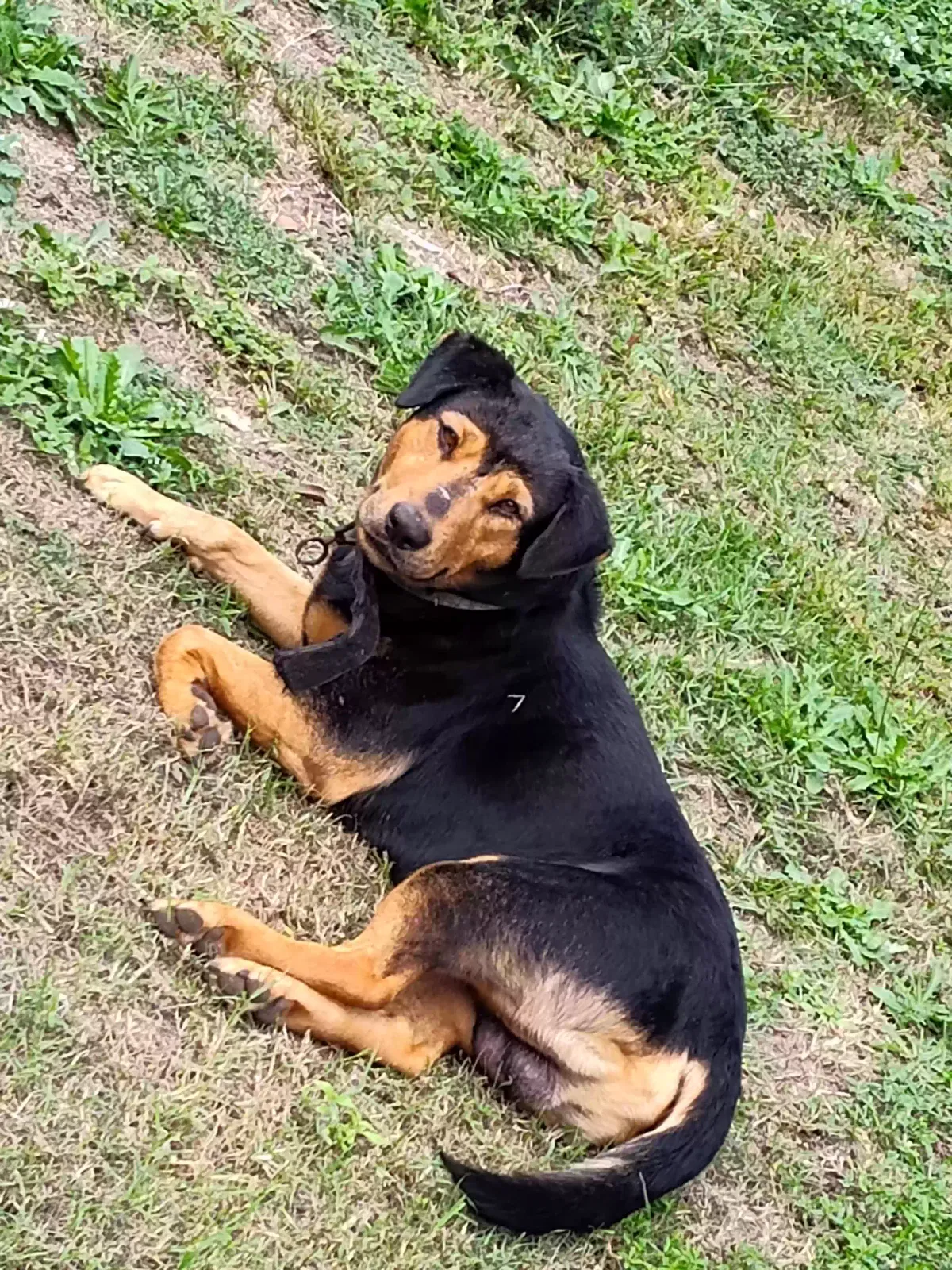Lost dog in Rockingham, NC, 28379