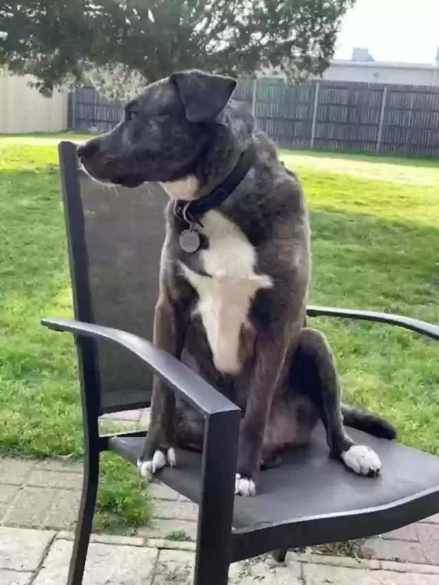 Lost dog in Tahlequah, OK, 74464