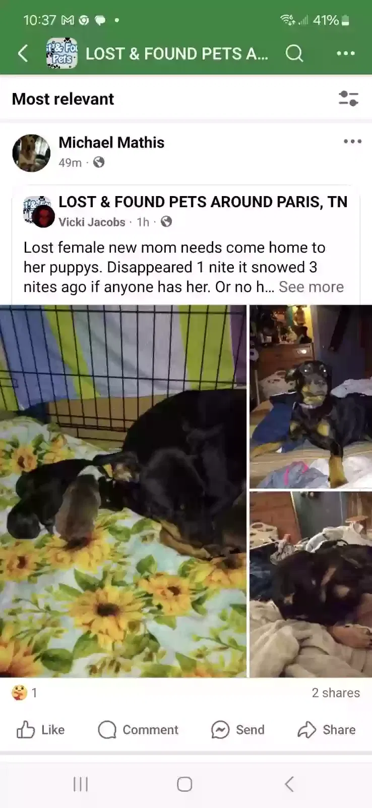 Lost dog in Paris, TN, 38242