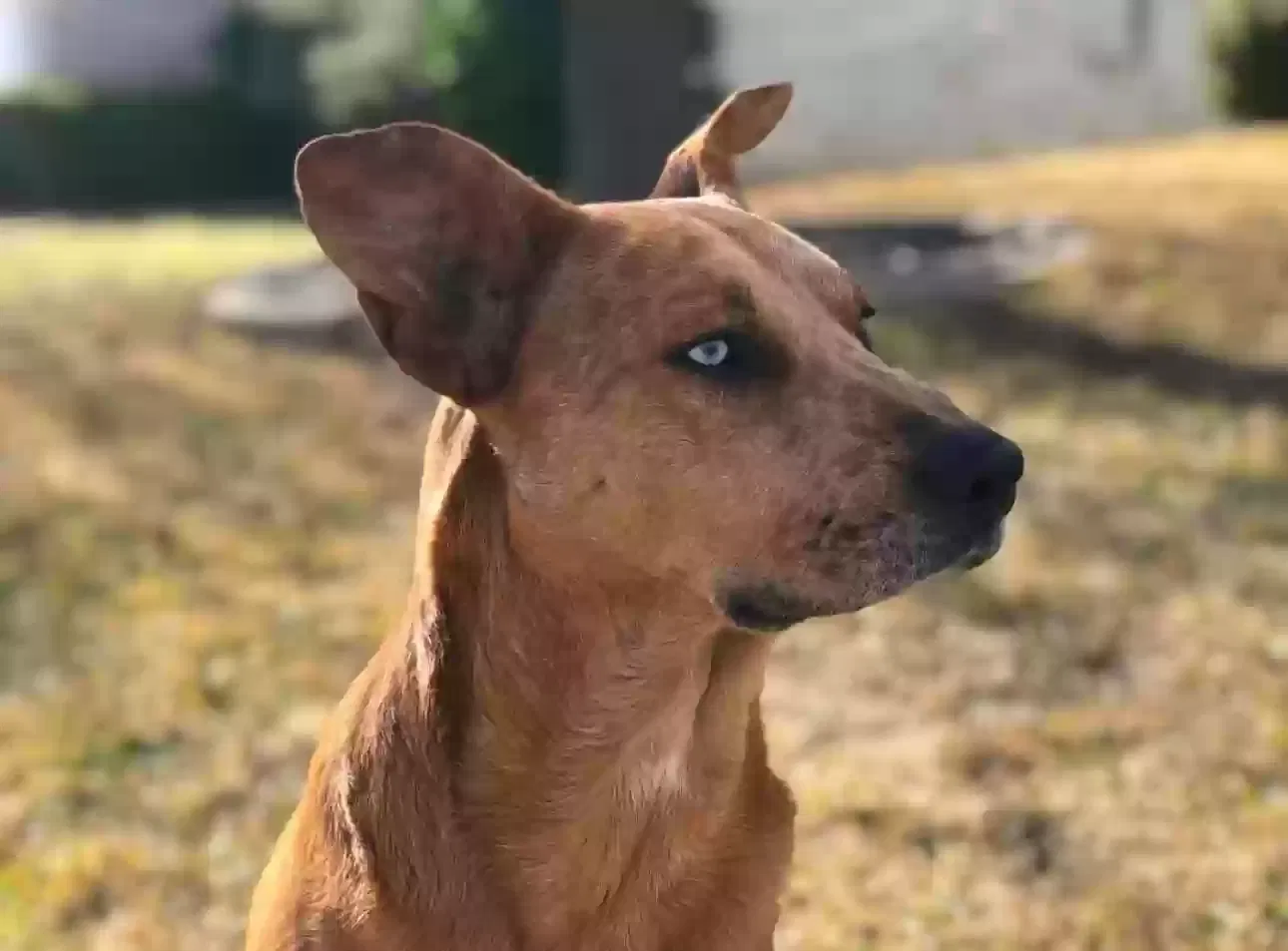 Lost dog in Fort Worth, TX, 76179