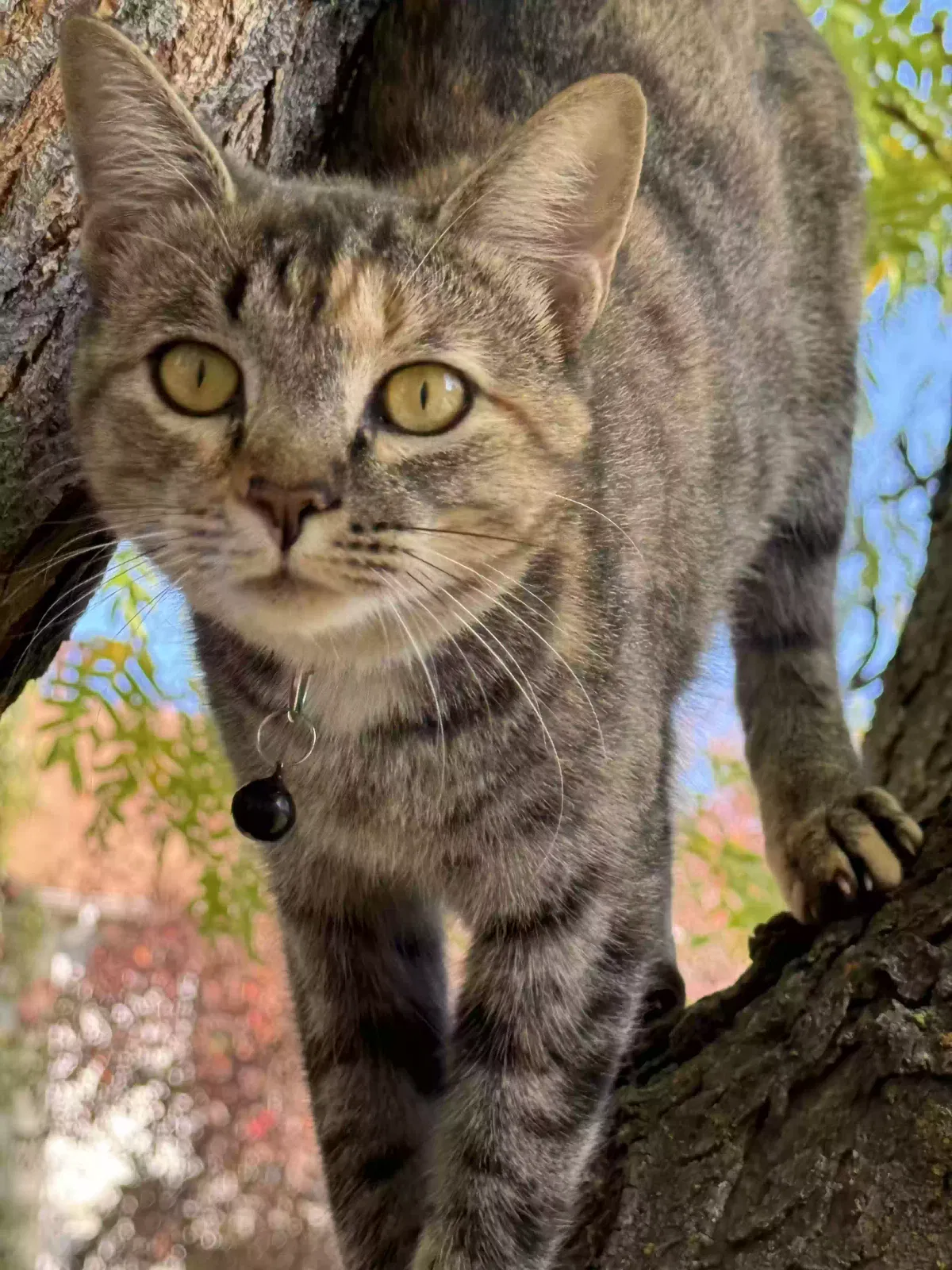 Lost cat in Boise, ID, 83704