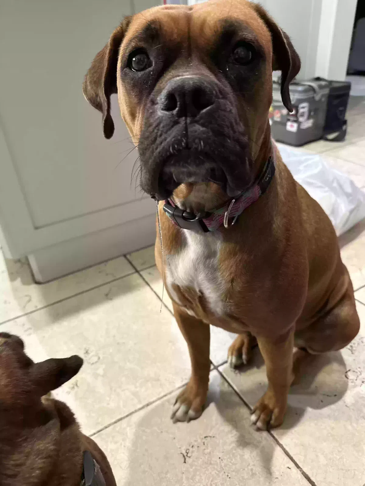 Lost dog in Houston, TX, 77047