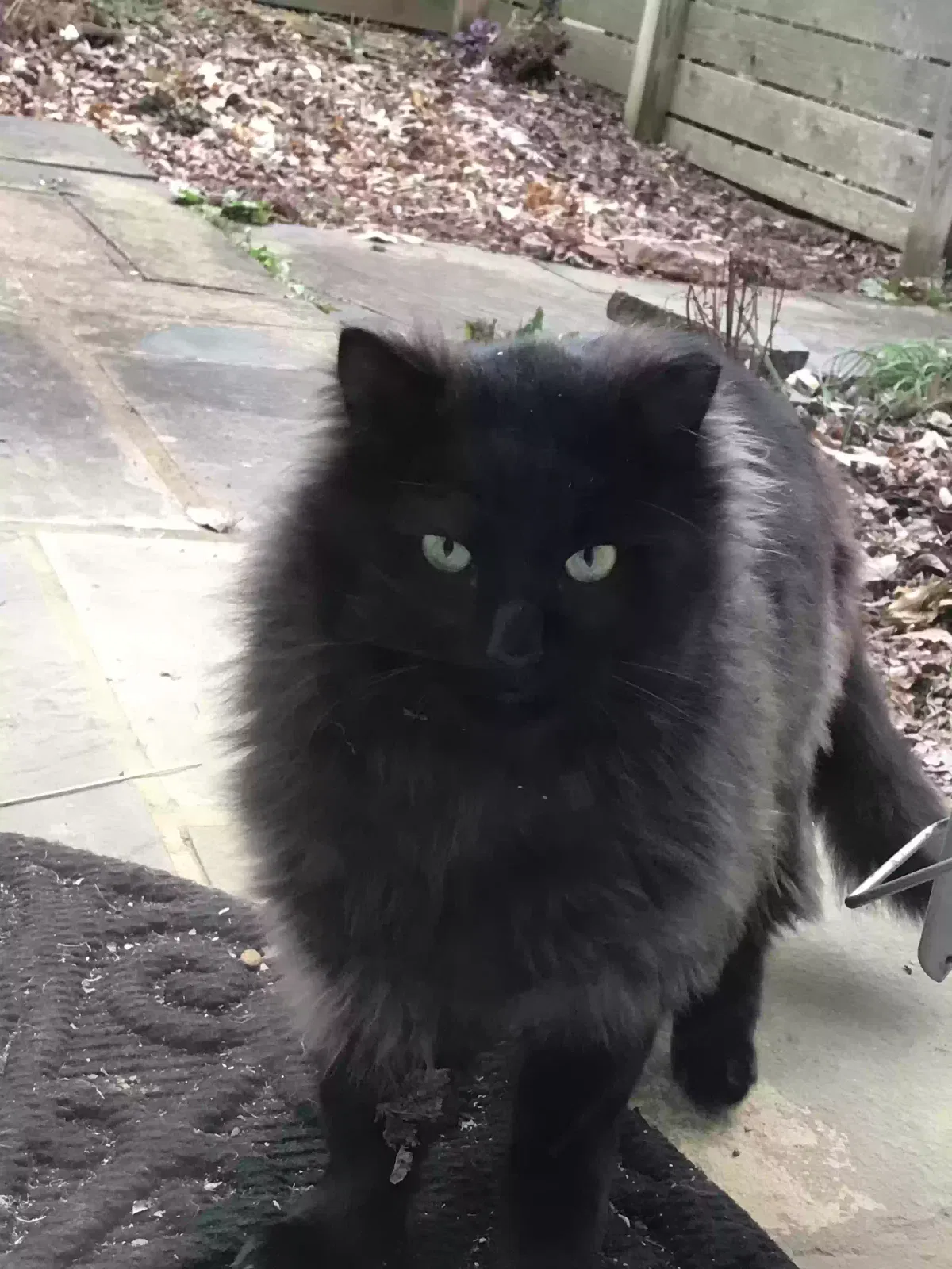 Found cat in Mc Lean, VA, 22101