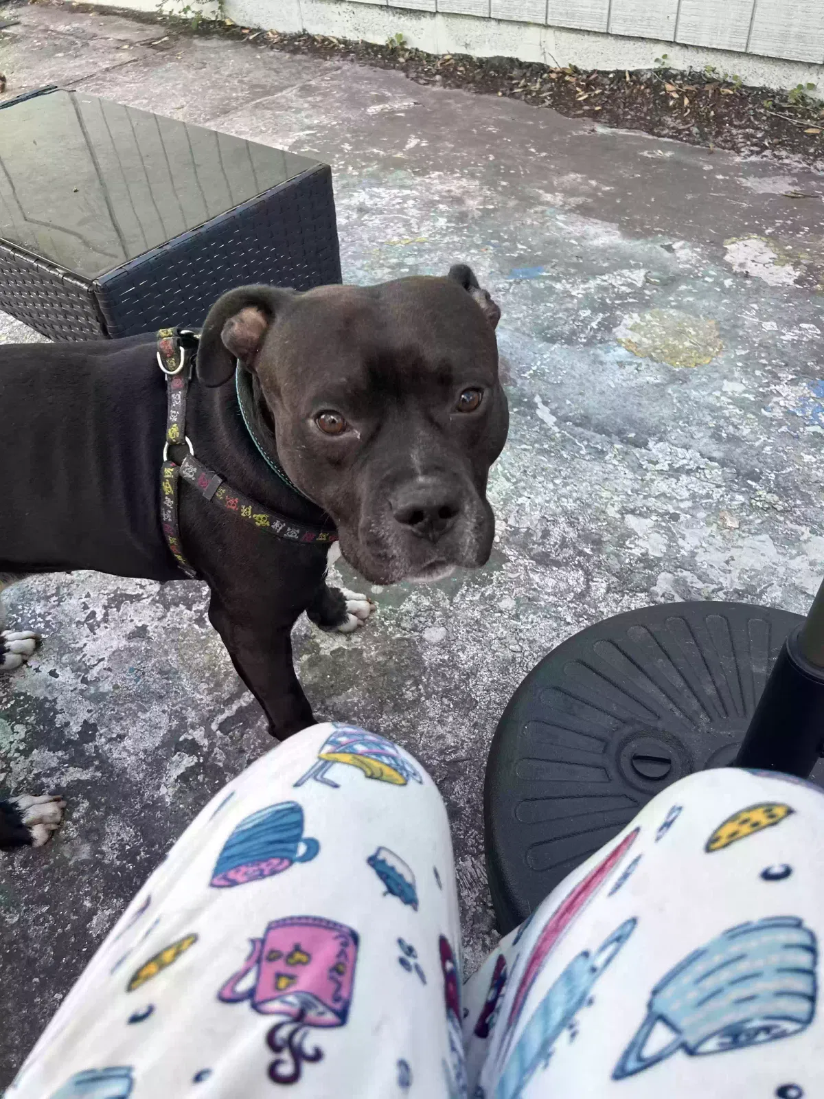 Lost dog in Tampa, FL, 33614