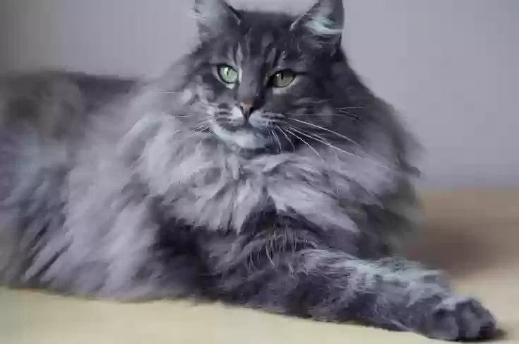 Lost cat in Trinidad, CO, 81082