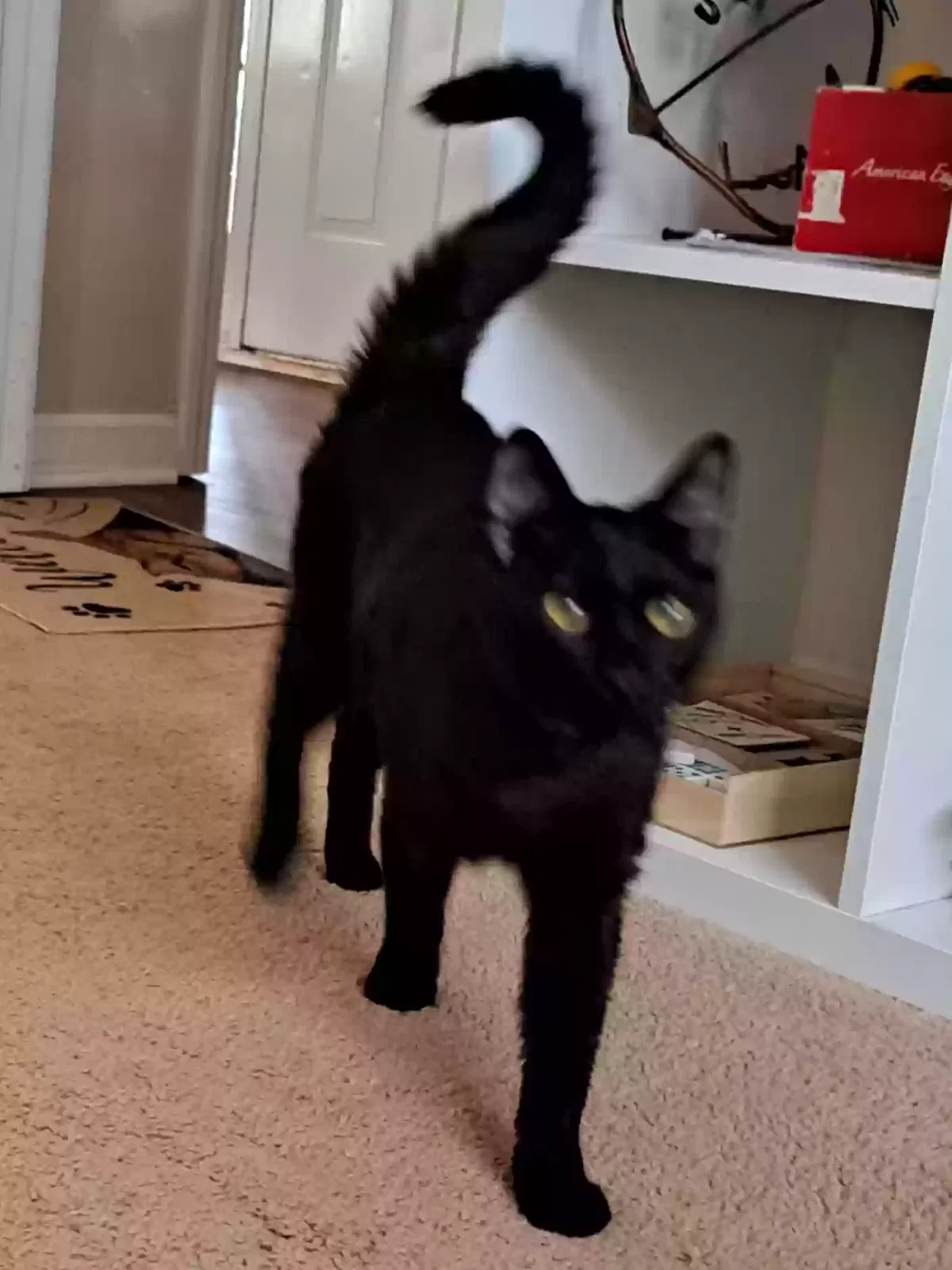 Found cat in Mcdonough, GA, 30252