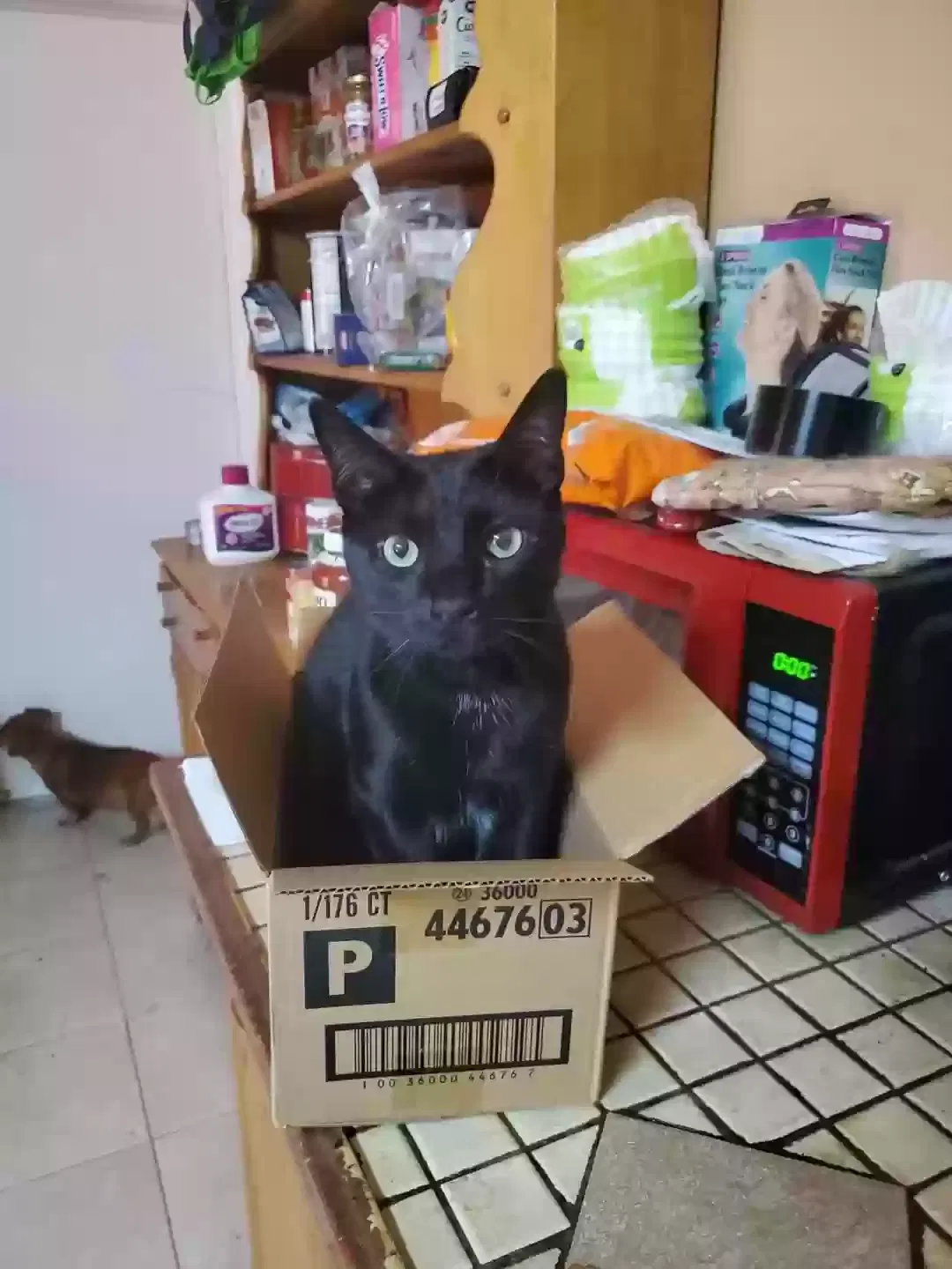 Lost cat in Deltona, FL, 32725