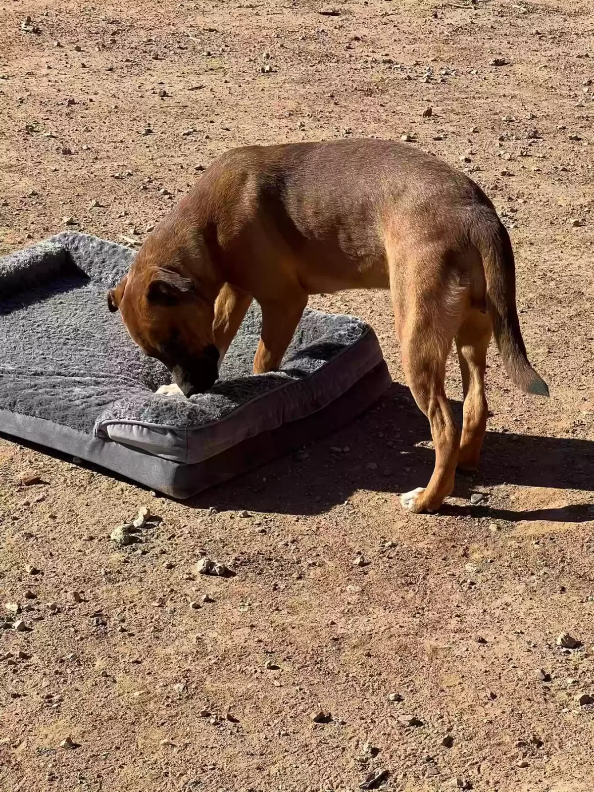 Found dog in Wittmann, AZ, 85361