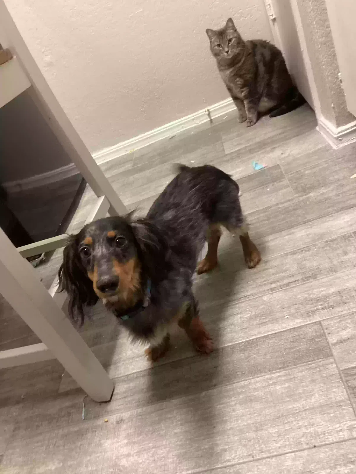 Lost dog in Tulsa, OK, 74134
