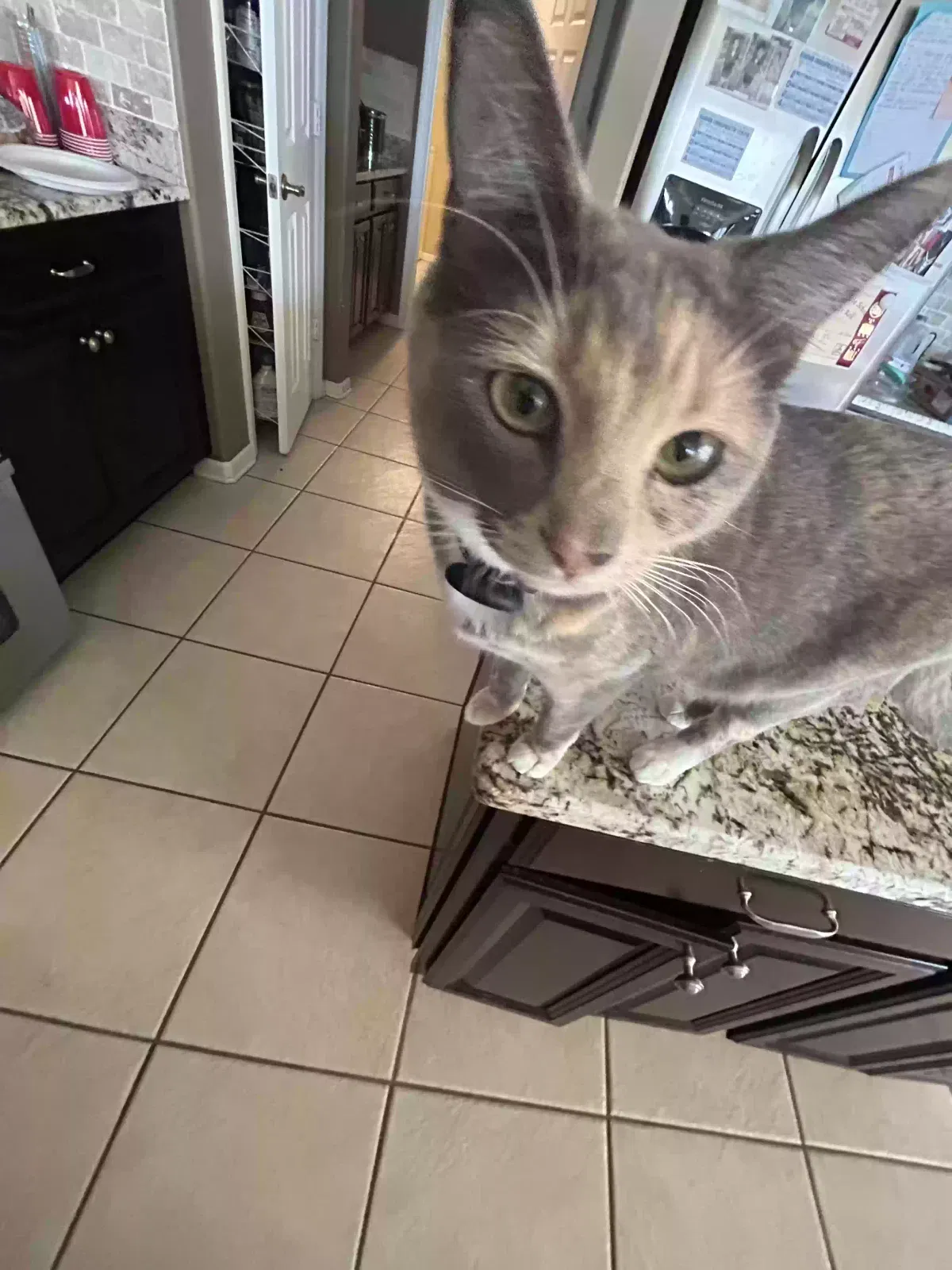 Lost cat in Winter Garden, FL, 34787