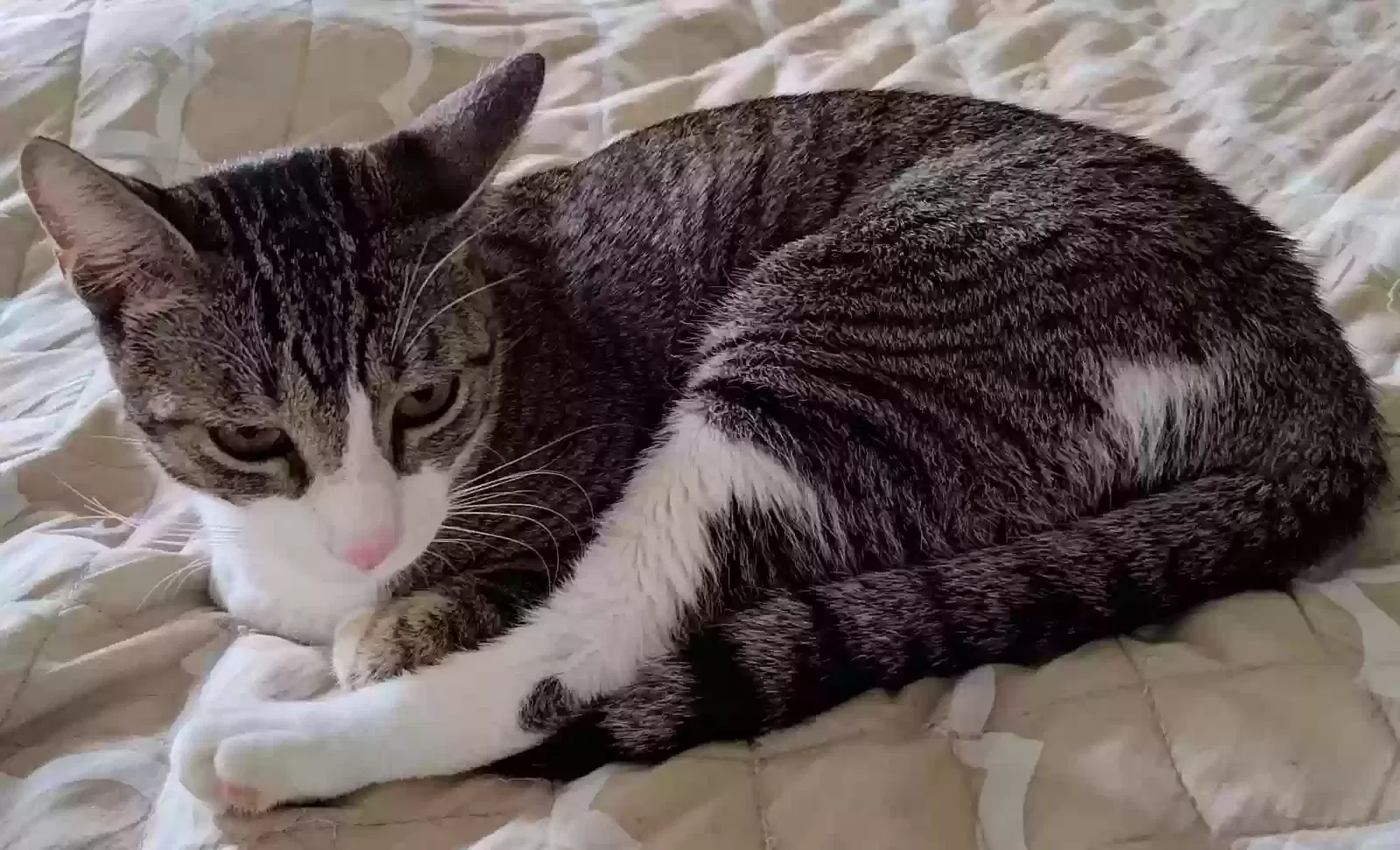 Lost cat in Fort Lauderdale, FL, 33321