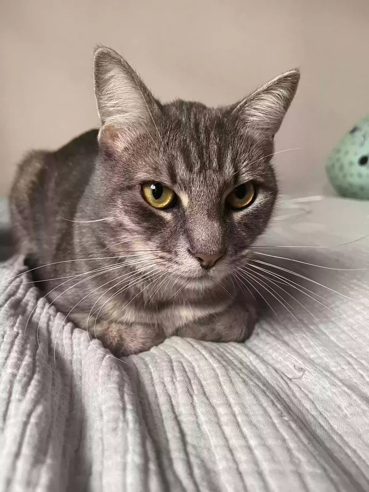 Lost cat in Houston, TX, 77062