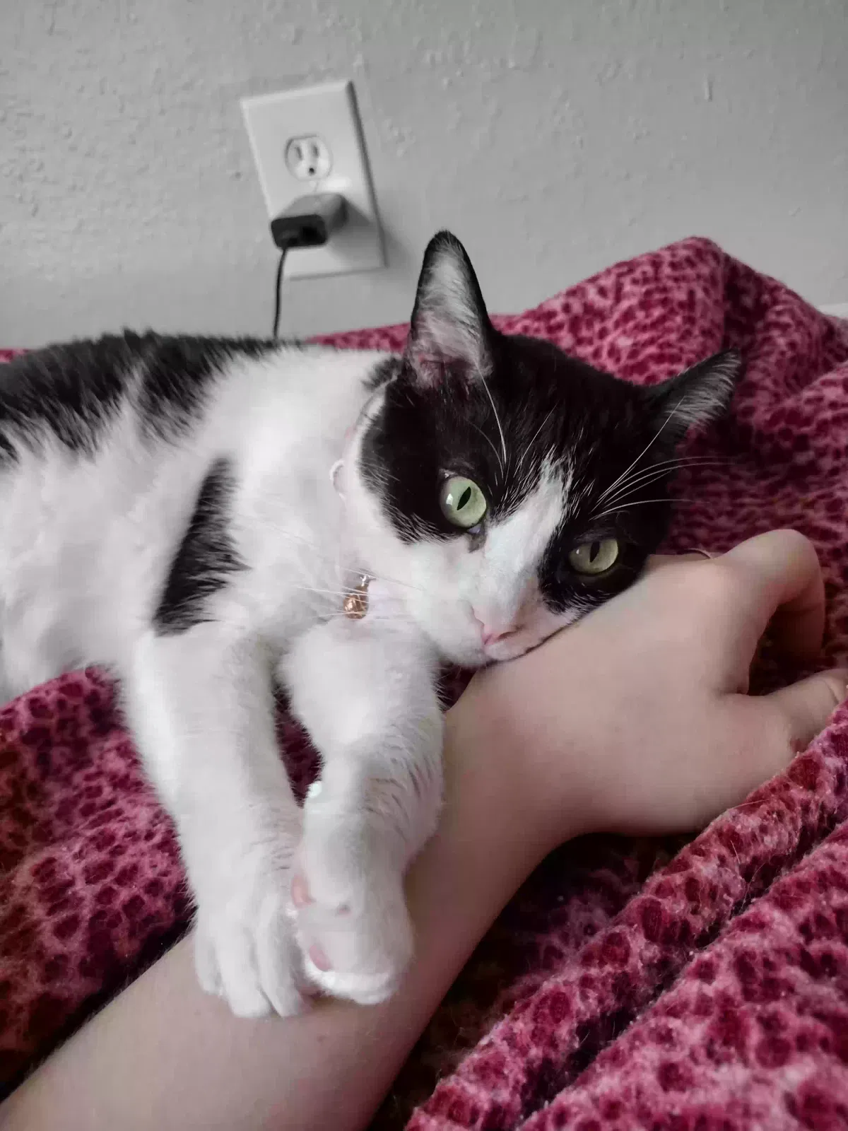 Lost cat in Houston, TX, 77064