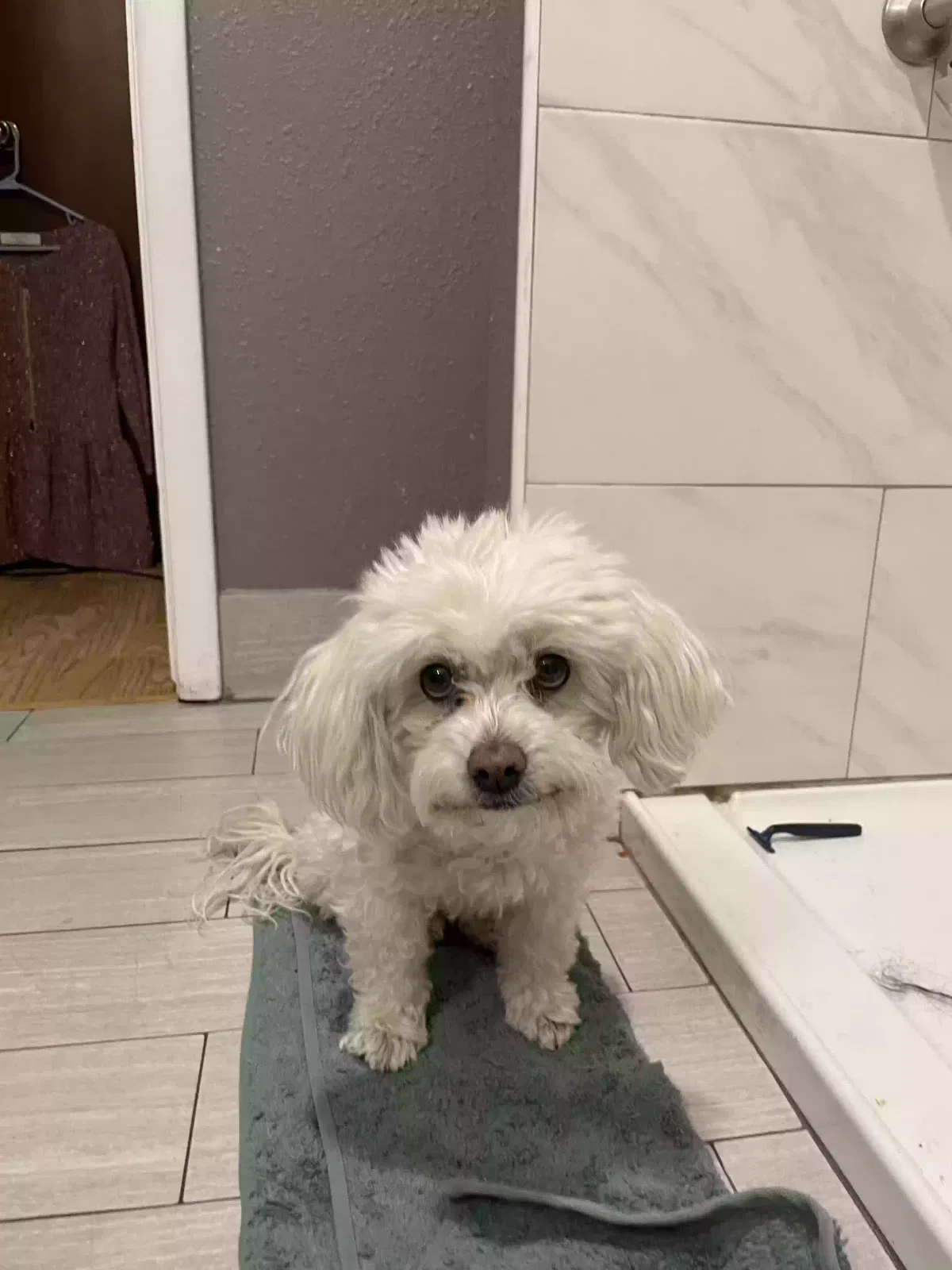 Lost dog in Pueblo, CO, 81003