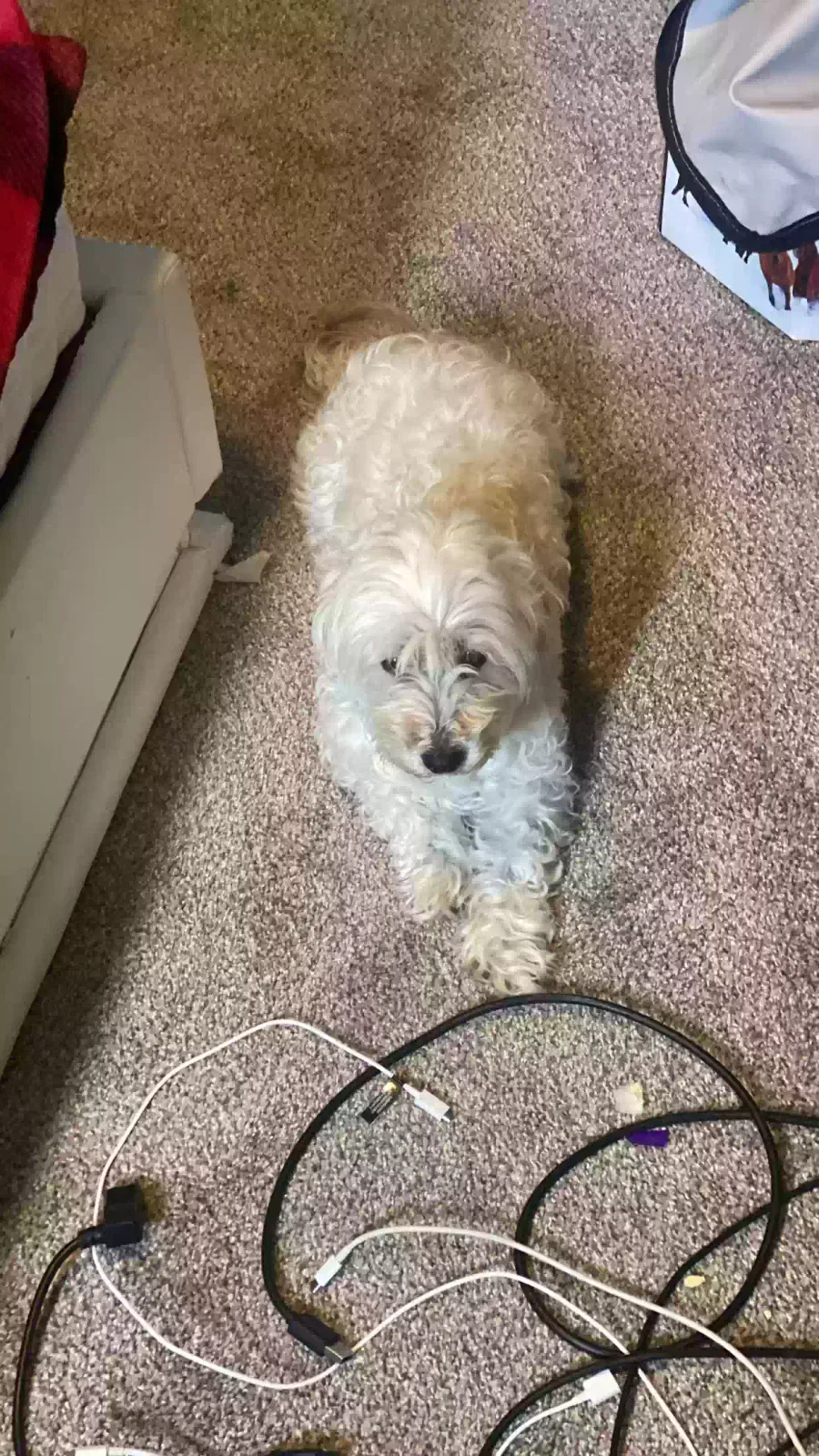 Lost dog in Colorado Springs, CO, 80926