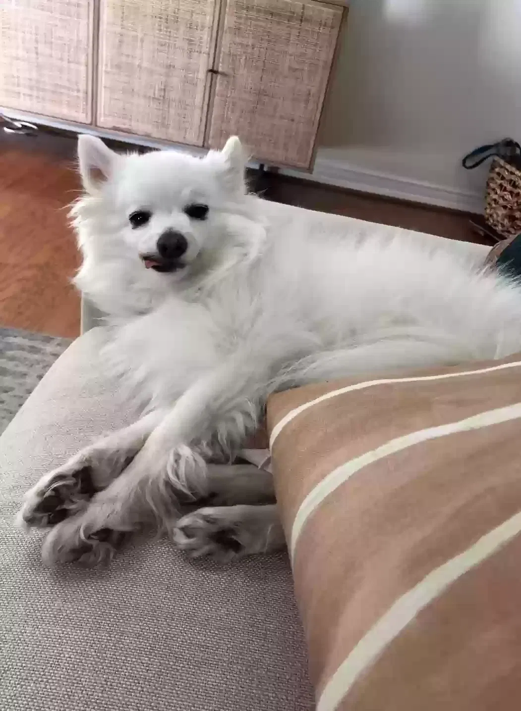 Lost dog in Phoenix, AZ, 85007