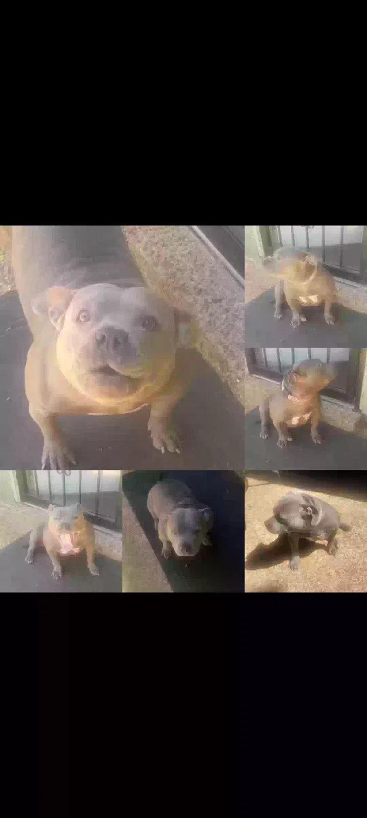 Lost dog in Memphis, TN, 38128