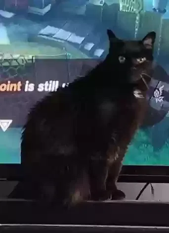 Lost cat in Denver, CO, 80237