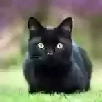 Lost cat in Huntsville, AL, 35811