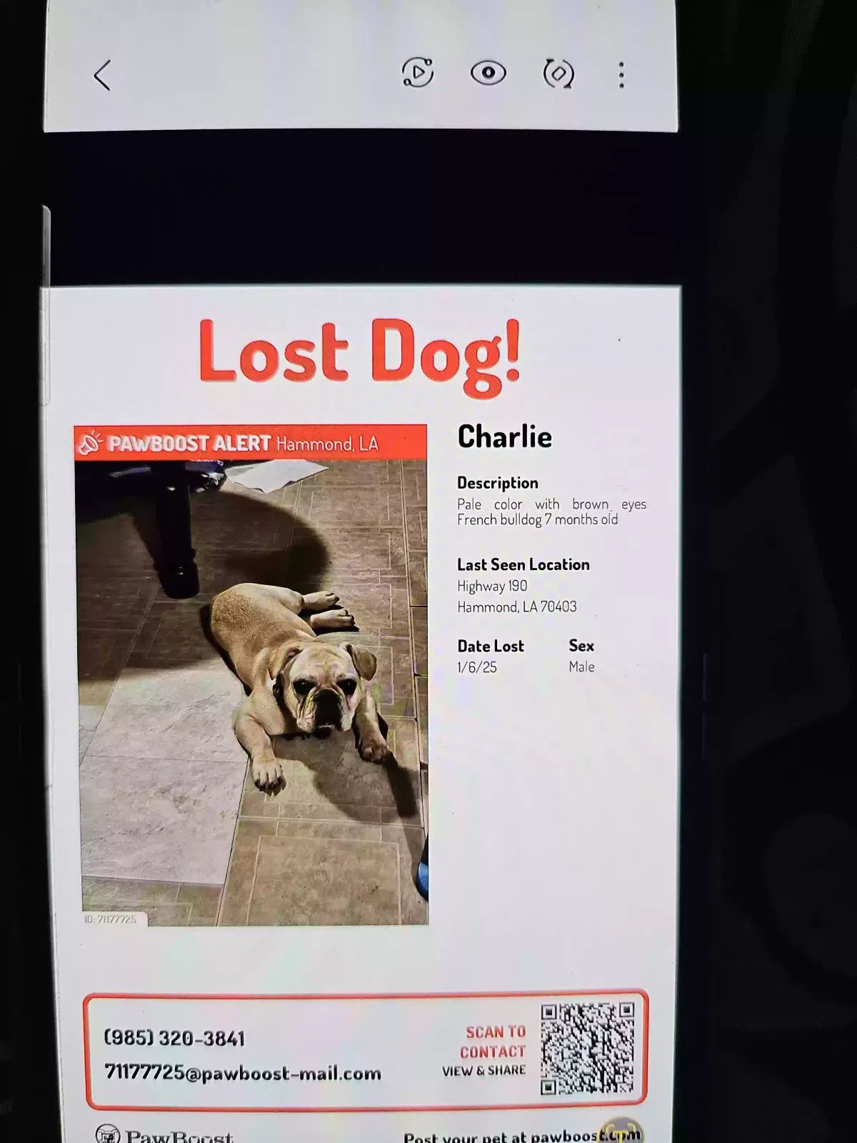 Lost dog in Hammond, LA, 70403