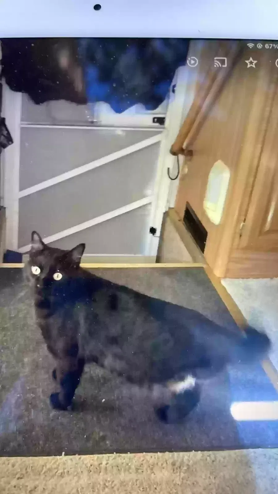 Lost cat in Pahrump, NV, 89060