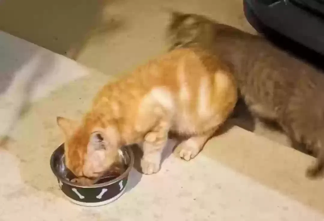 Lost cat in San Antonio, TX, 78223