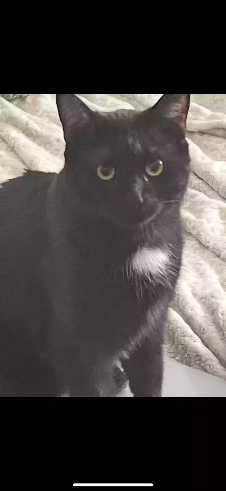 Lost cat in Baltimore, MD, 21206