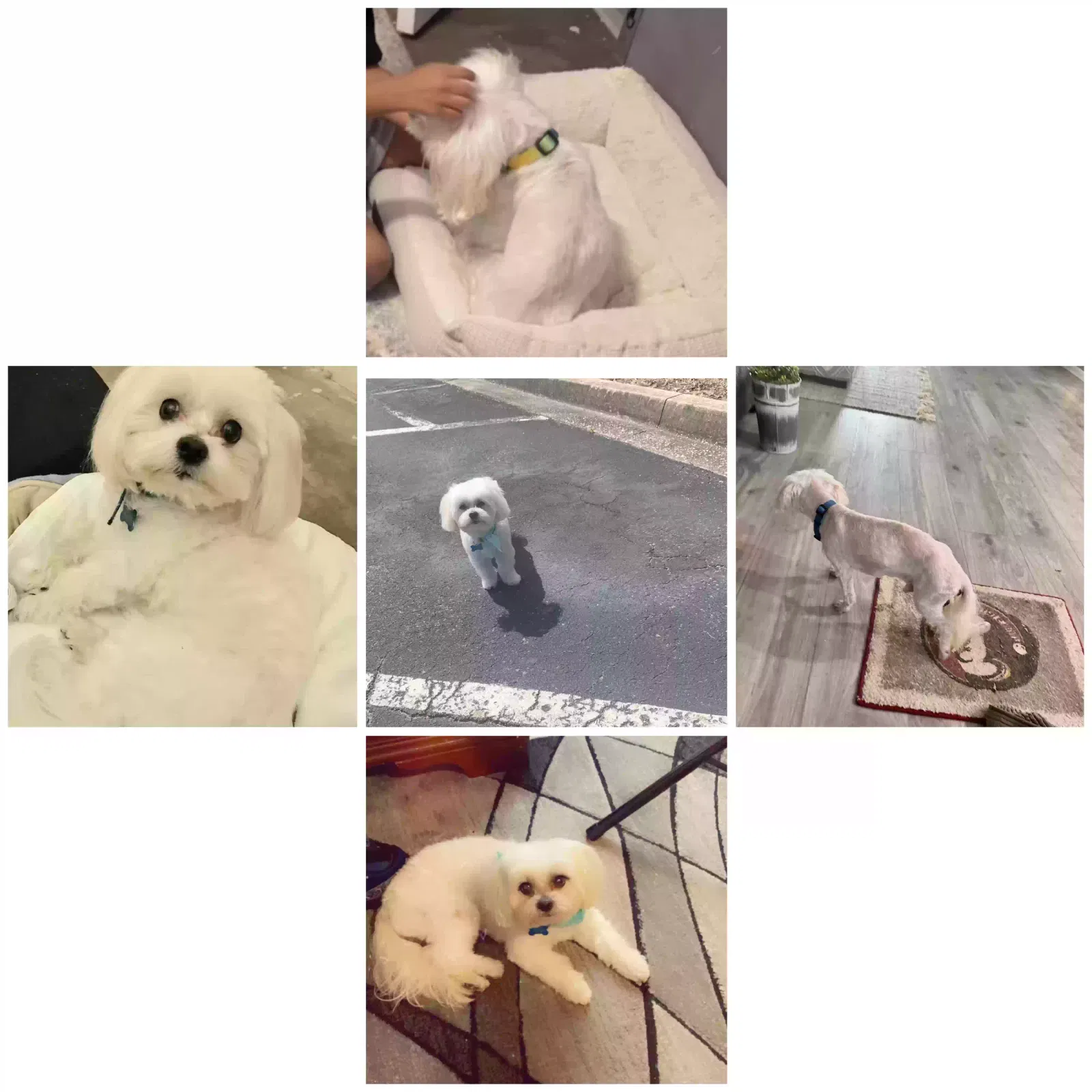 Lost dog in Jacksonville, FL, 32205