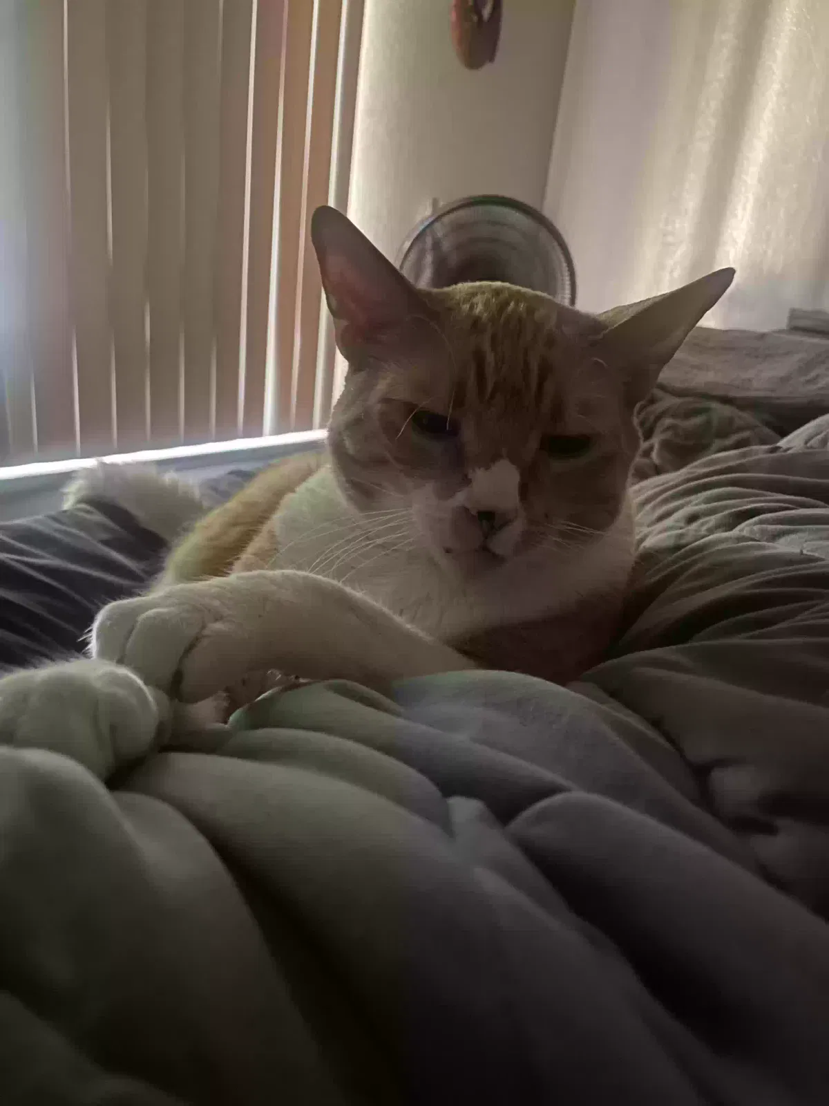 Lost cat in Los Gatos, CA, 95032