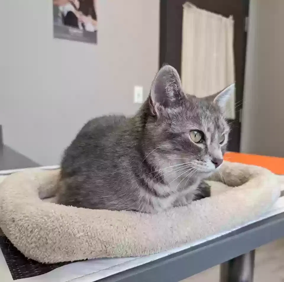Lost cat in Lansing, MI, 48910