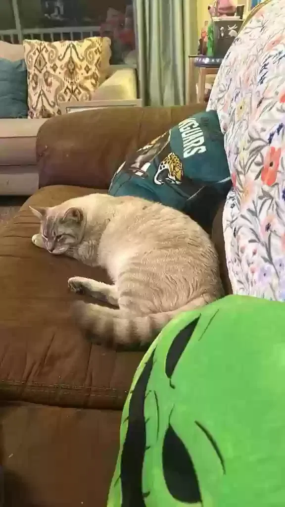 Lost cat in Oxford, FL, 34484