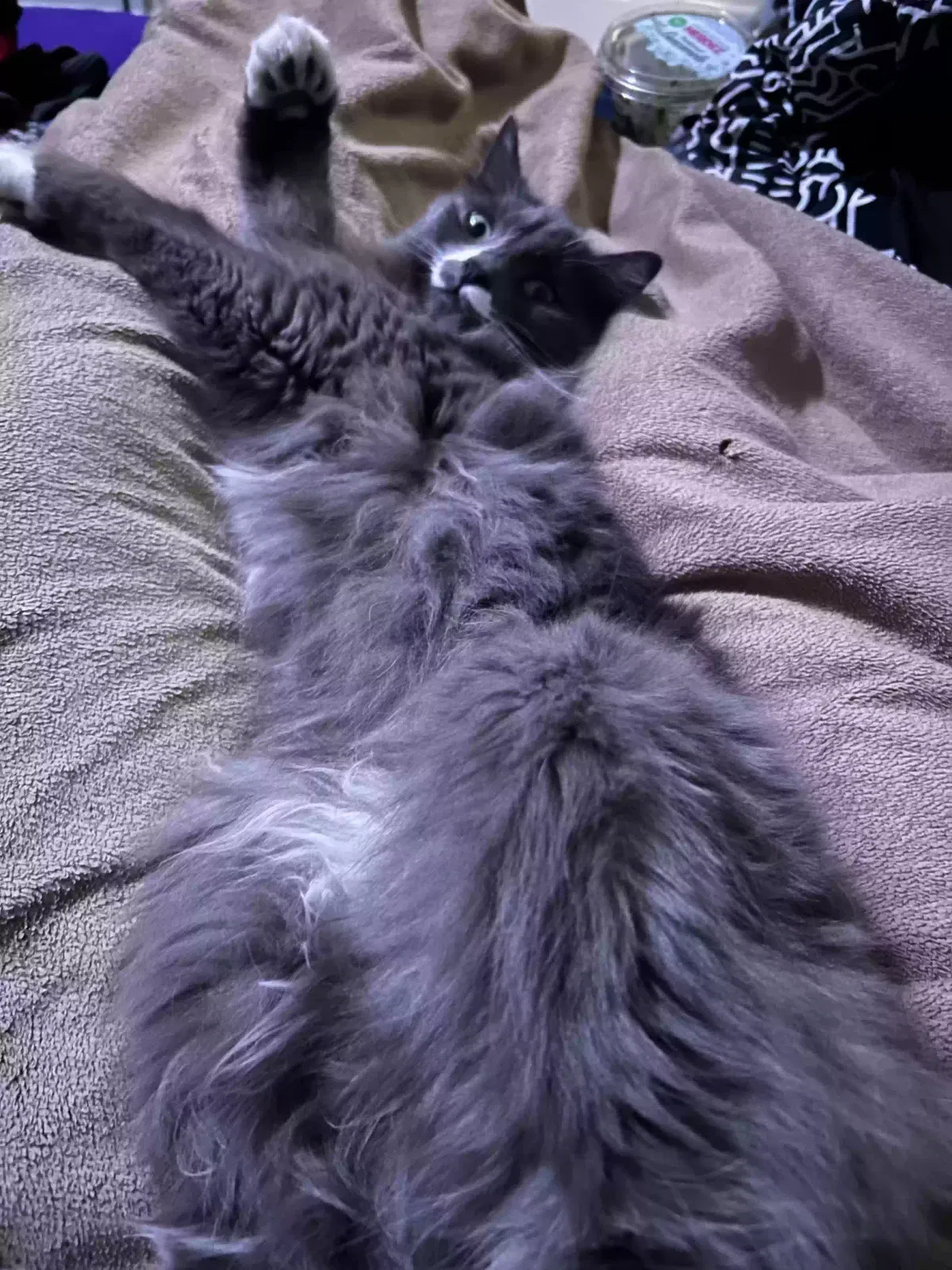 Lost cat in Henderson, NV, 89002