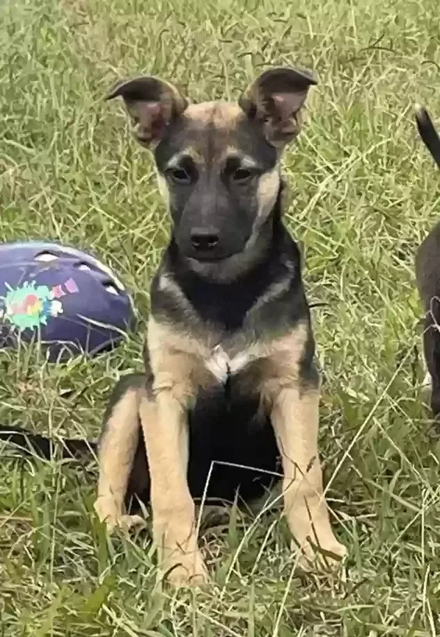 Lost dog in Cleveland, NC, 27013