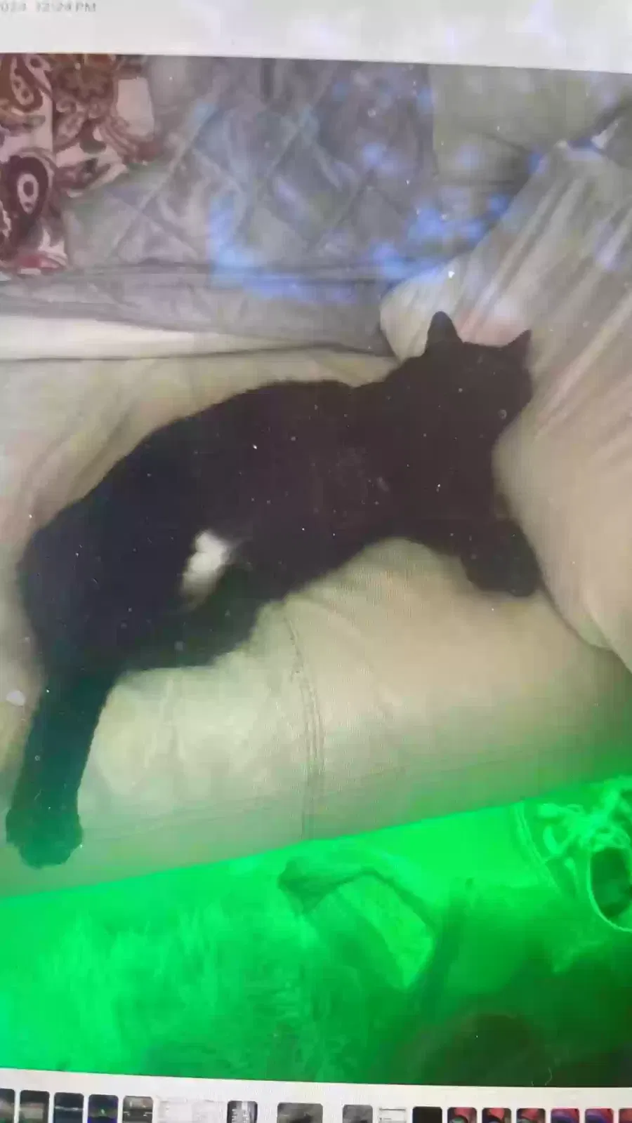 Lost cat in Pahrump, NV, 89060