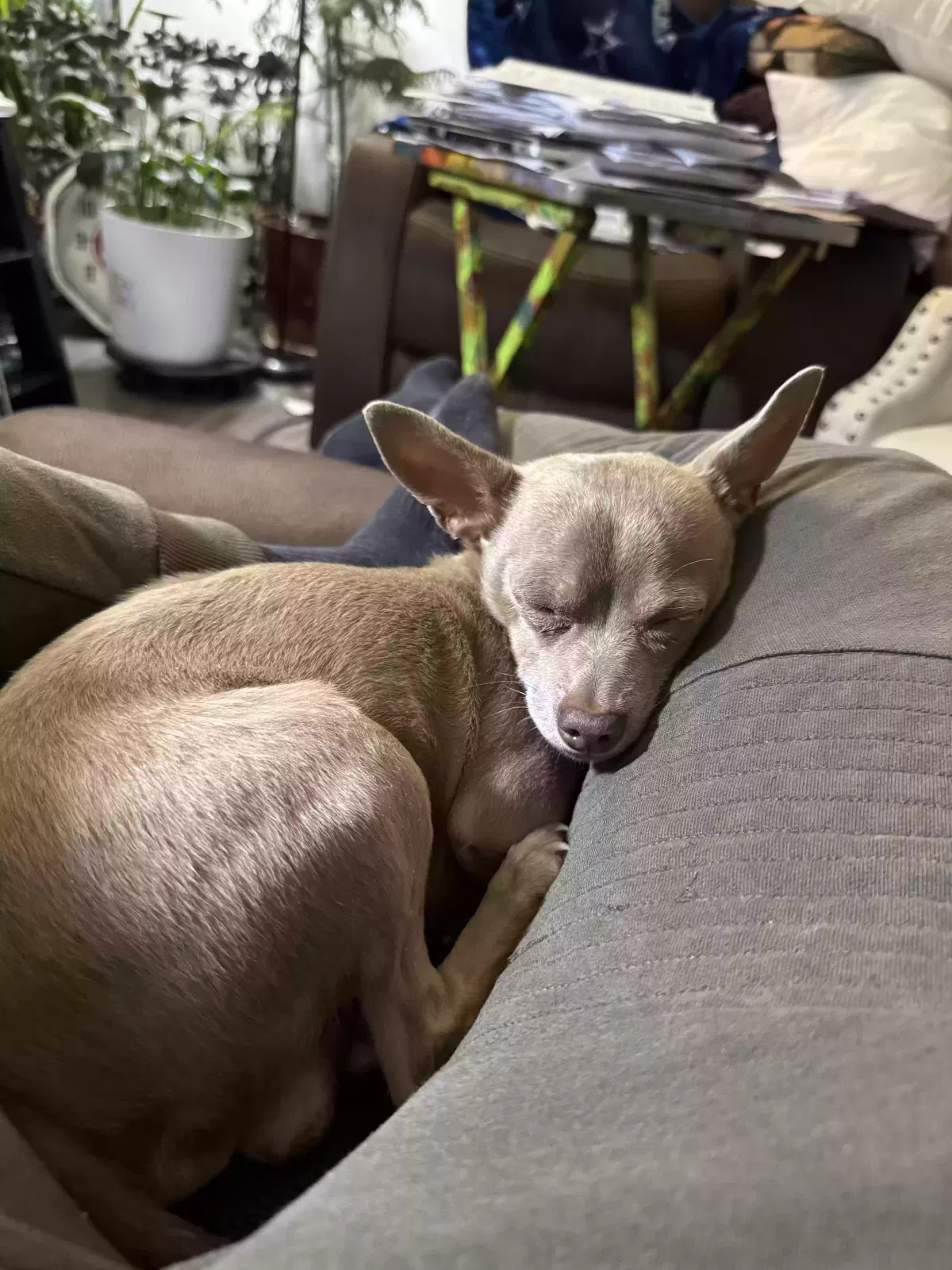 Lost dog in San Antonio, TX, 78209