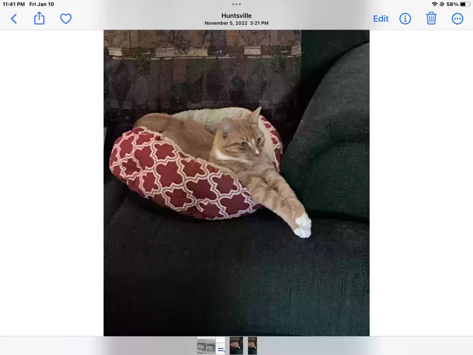 Lost cat in Huntsville, TX, 77320
