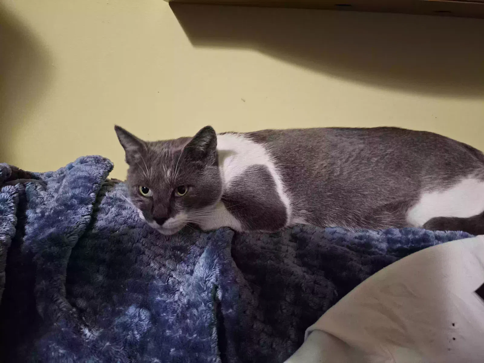 Lost cat in San Francisco, CA, 94122