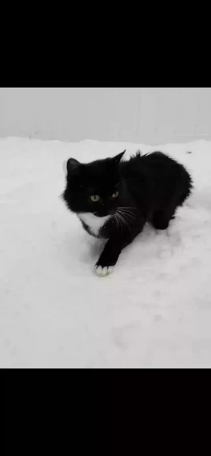 Lost cat in Antioch, TN, 37013