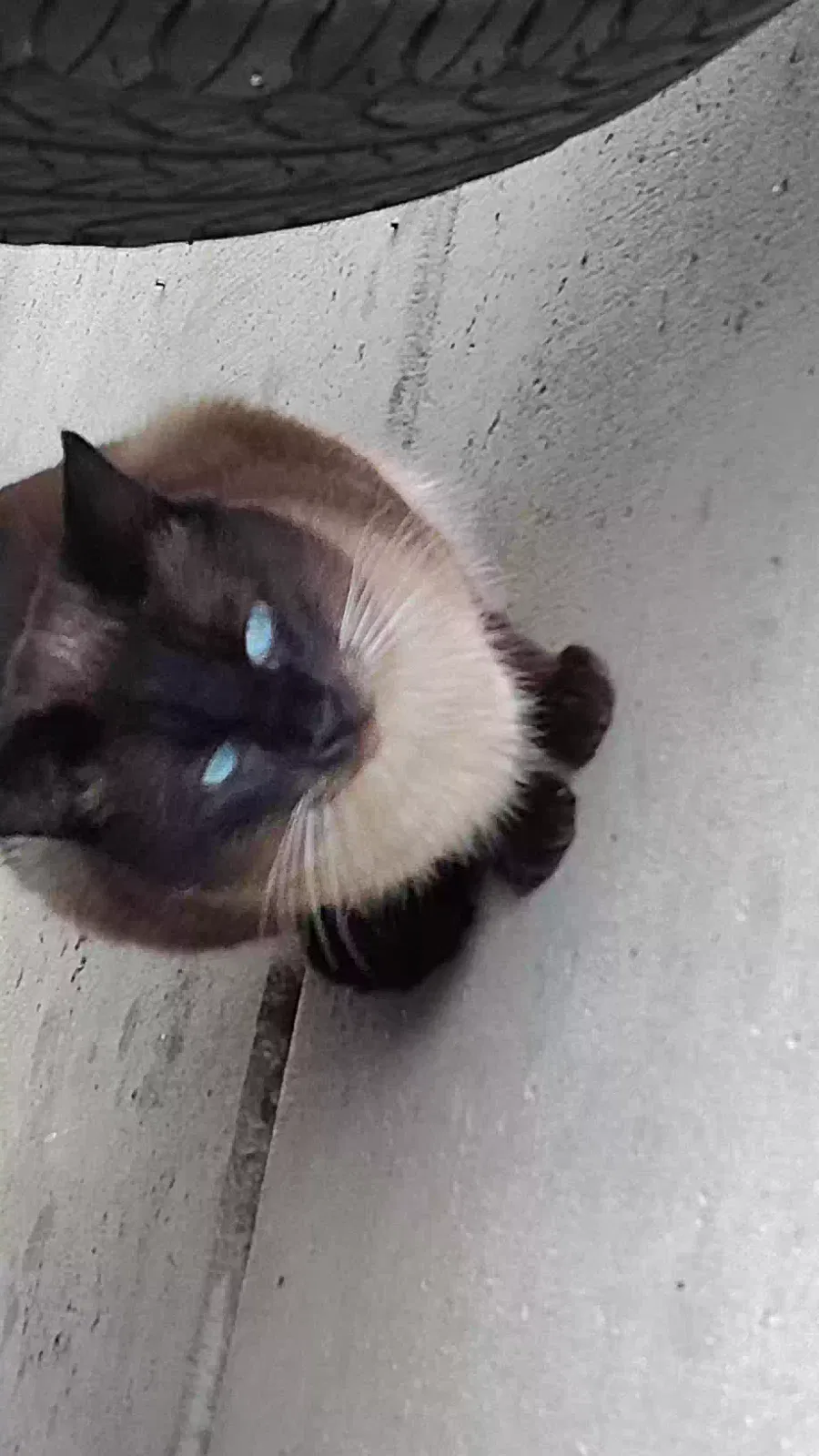 Lost cat in Avondale, AZ, 85323